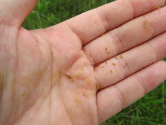 Rhynchospora microcephala