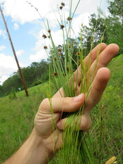 Rhynchospora microcephala