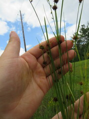 Rhynchospora microcephala