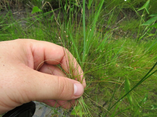 Eleocharis microcarpa var. filiculmis