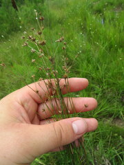 Juncus trigonocarpus