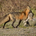 Red Fox - Photo (c) James Logan, some rights reserved (CC BY-NC), uploaded by James Logan