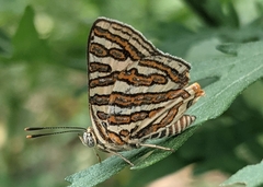 Cigaritis vulcanus