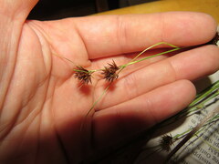 Rhynchospora chalarocephala