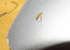 Rhynchospora chalarocephala