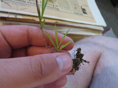 Dichanthelium wrightianum