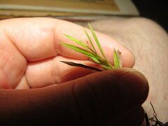 Dichanthelium wrightianum