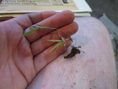 Dichanthelium wrightianum