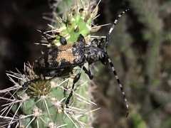 Coenopoeus palmeri