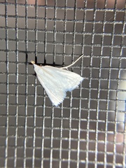 Leptosteges