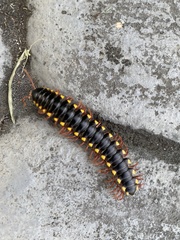 Asiomorpha coarctata