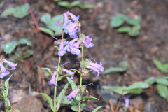 Penstemon virens