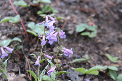 Penstemon virens
