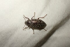 Epitragodes tomentosus