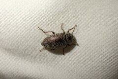 Epitragodes tomentosus