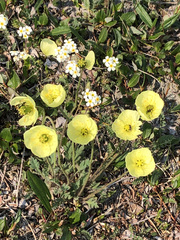 Papaver radicatum