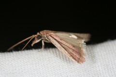 Peoria approximella