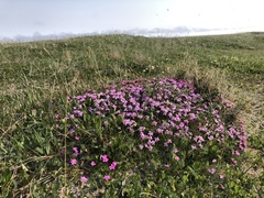 Silene acaulis subacaulescens