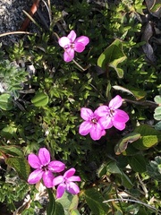 Silene acaulis subacaulescens