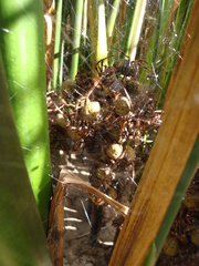 Parawixia bistriata