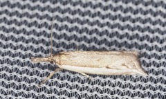 Raphiptera argillaceellus