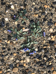 Mertensia simplicissima