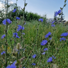 Cichorium intybus