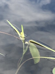 Sparganium fluctuans