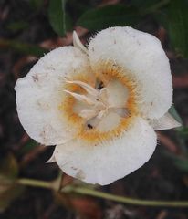 Calochortus subalpinus