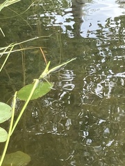 Sparganium fluctuans