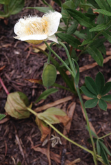 Calochortus subalpinus