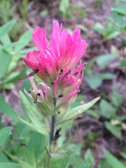 Castilleja parviflora oreopola