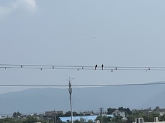 Dicrurus macrocercus