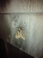 Apantesis virguncula