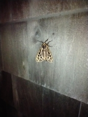 Apantesis virguncula