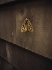 Apantesis virguncula