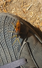 Urocerus gigas