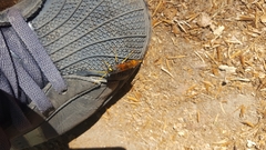 Urocerus gigas