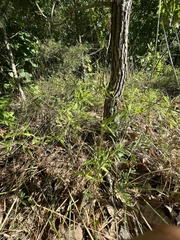 Dichanthelium malacophyllum