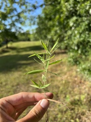 Dichanthelium malacophyllum