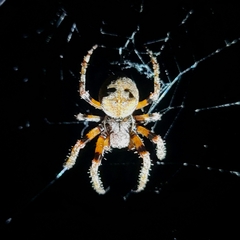 Araneus bicentenarius