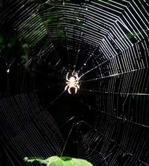 Araneus bicentenarius