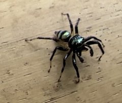 Phintella accentifera