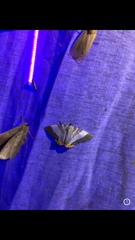 Opisthoxia miletia