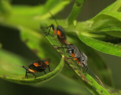 Polymerus venaticus
