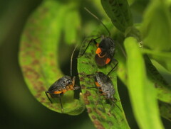 Polymerus venaticus