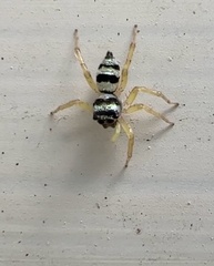 Phintella accentifera