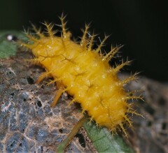 Epilachna varivestis