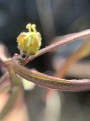 Passiflora suberosa litoralis