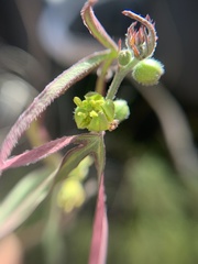 Passiflora suberosa litoralis